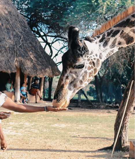 Africa